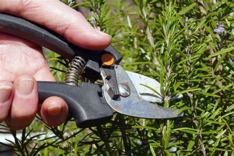 Follow These Basics For Rosemary Pruning To Keep Your Plant Healthy ...