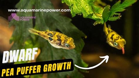 Dwarf Pea Puffer Care: Best Detailed Guide (February 2024)