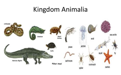 Biology - Kingdom Animalia - Termite News