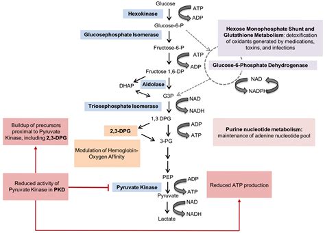 The variable manifestations of disease in pyruvate kinase deficiency ...