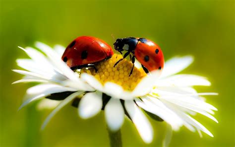 🔥 Download HD Ladybug Wallpaper With Two Ladybugs On A White Flower by @randerson | Ladybug ...