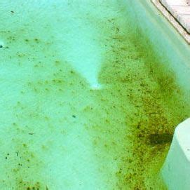 How to Get Rid of Mustard Algae in a Pool in 2020 | Pool algae, Swimming pools inground ...