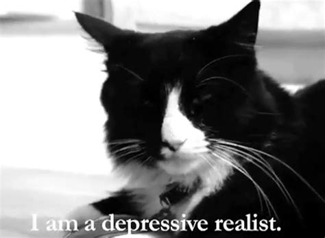 Henri the Existential Cat shares his political opinions | The Daily Dot