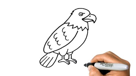 How to DRAW a BALD EAGLE Easy Step by Step - YouTube