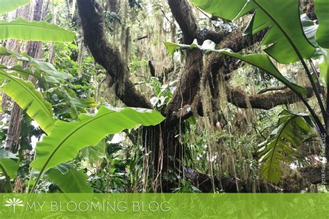 Leu Gardens: My Adventure | Floating Petals Flower Photography