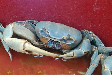 Cangrejo Azul del Golfo de México | Instituto Nacional de Pesca ...