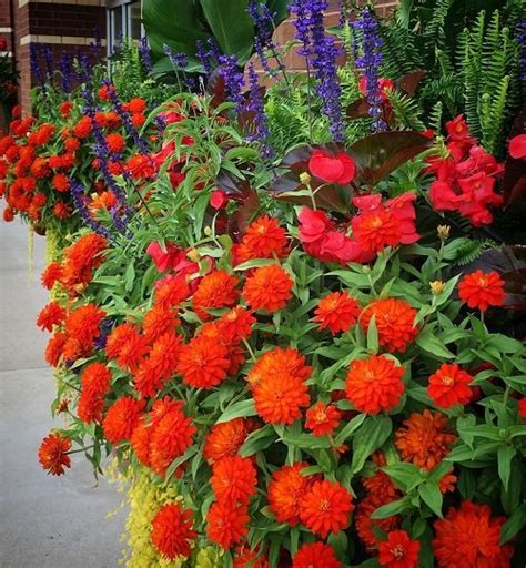 How To Grow Zahara Zinnia | Best Zahara Zinnias Varieties