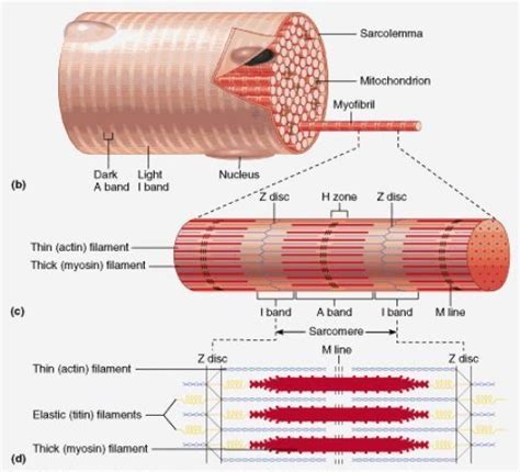 Understanding Muscle Fiber Types | Body muscle anatomy, Skeletal muscle ...