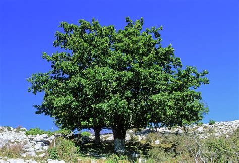 Turkey Oak Tree (quercus Cerris) Photograph by Bruno Petriglia/science ...