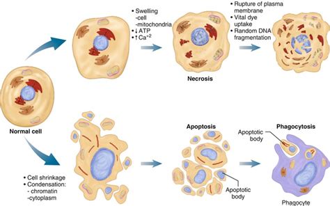 The Mechanisms and Modalities of Cell Death | Thoracic Key