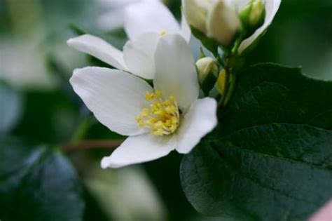 Idaho State Flower | Syringa