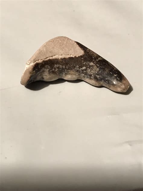 Crab claw fossil found in the beach rocks at Newport Oregon : r/fossilid