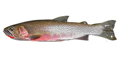 Cutthroat Trout - Fishing Planet Wiki