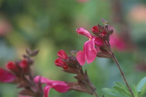 10 Popular Species of Salvia Plants