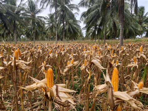 Masuki Musim Panen, Jagung di Grobogan dan Jatim Melimpah Ruah - MONITOR