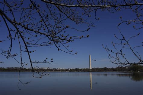 PHOTOS: Cherry Blossoms 2023 - WTOP News