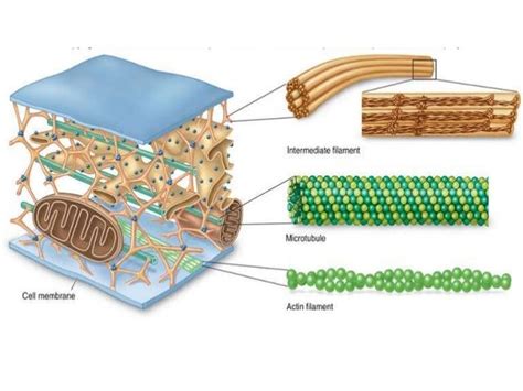 Cytoskeleton , cell shape and cell motility