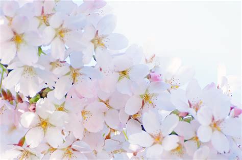 春天的花开 免费图片 - Public Domain Pictures