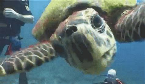 Sea Turtle GIF - Find & Share on GIPHY
