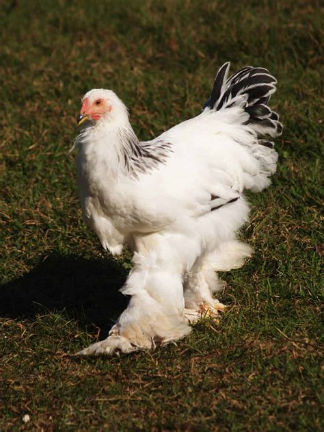 The Largest Chicken Breeds: 12 Huge Chickens! - Mranimal Farm