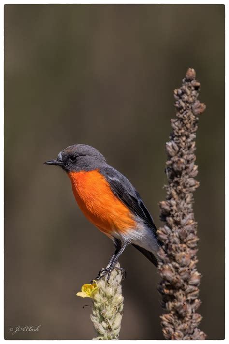 Flame Robin - male_C8A1269w | Pet birds, Nature, Animals