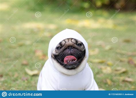 Happy Dog Pug Breed Smile with Funny Face on Green Grass in Garden Stock Image - Image of smile ...