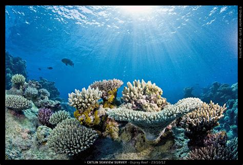 New website provides panoramic images of world's coral reefs - CBS News