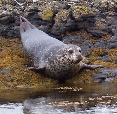 Grey Seal - A-Z Animals