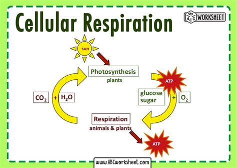 Unit 04 Cellular Energy Photosynthesiscellular