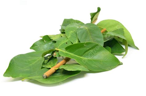 Daun Salam Known As The Indonesian Bay Leaf Photo Background And Picture For Free Download - Pngtree