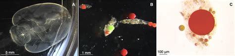 Giant Larvaceans Could Help Clean Up the Great Garbage Patch Mess