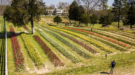 Photo: U-pick tulips at Dewberry Farm | Gallery | greensboro.com