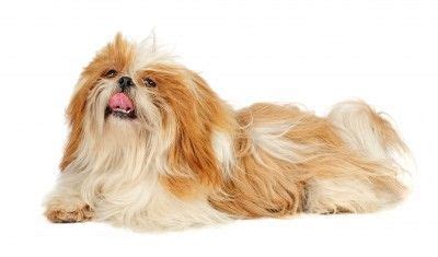 Shih Tzu Coat Colors: A Comprehensive Guide