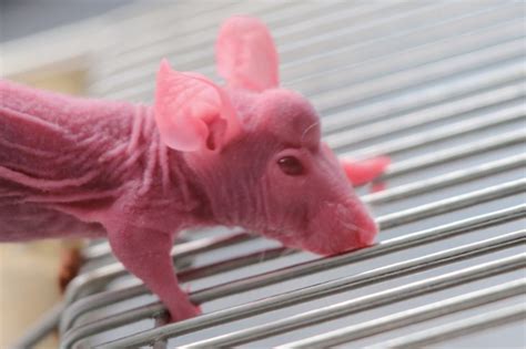 Mice grow ‘mini-antlers’ thanks to deers’ speedy stem cells