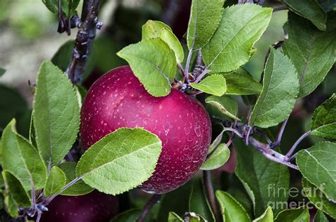 Purple Apple Photograph by Paul Mashburn - Pixels