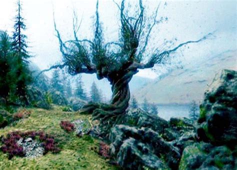 whomping willow | Scary tree, Whomping willow, Hogwarts aesthetic