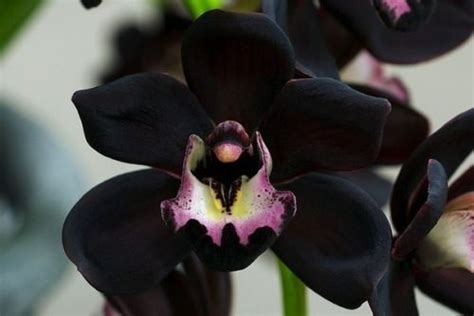 Very rare - black orchid or Cymbidium Kiwi Midnight. | Orchid flower, Orchids, Black orchid