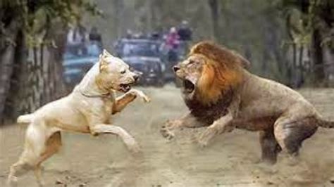 Pitbull VS Lion: The Ultimate Battle (Who will Win) - YouTube