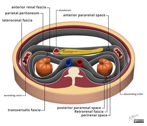 Pin auf Anatomy