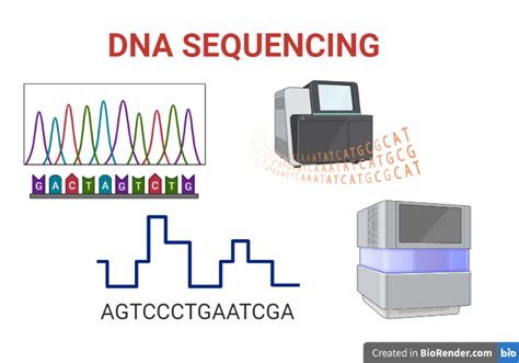 DNA Sequencing- Definition, Principle, Types, Steps, Applications - Sciencevivid