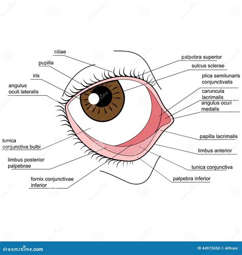 Anatomie Van Het Menselijke Oog Vector Illustratie - Illustratie ...