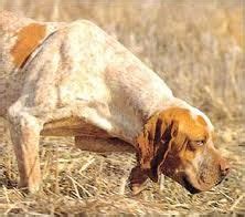 13 #Catalburun #dog ideas | dog breeds, rare dog breeds, dogs