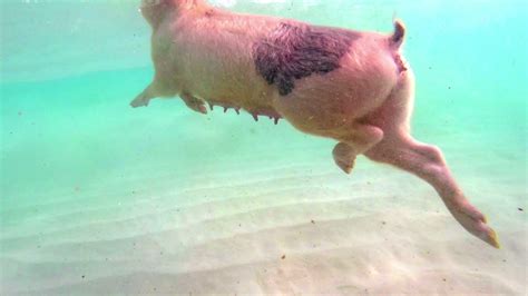 National Geographic Visits the Swimming Pigs of Big Major Cay in Exuma, Bahamas