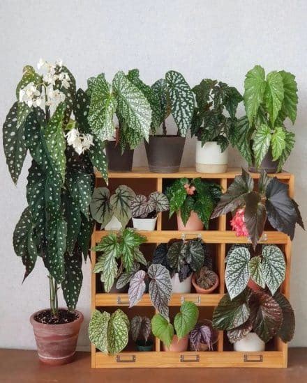 Begonia: Care and 11+ Growing Tips! | Plantcarefully