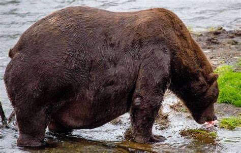 Fat Bear Is Already So Big That He Has Trouble Walking - Science