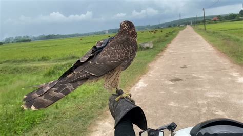 Goshawk hunting , goshawk đi săn cò trắng . Huấn luyện chim săn ( tập 2 ...