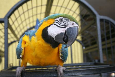 Top 5 Reasons to get a pet bird – SheKnows