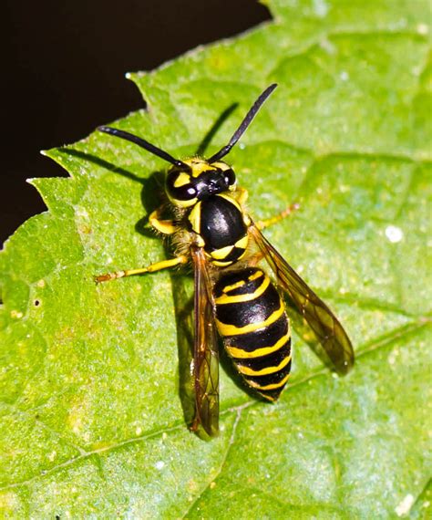 Vespula maculifrons - BioQuipBugs