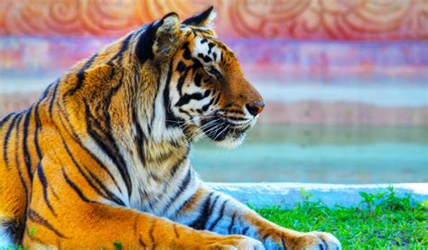 Bengal Tigers - Key Facts, Information & Pictures