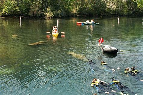 Kayak/swim with Manatees at Homosassa Springs State Park, FL Homosassa ...